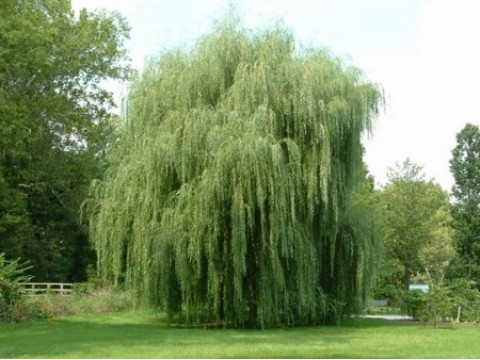 Salix Babilonica (Salcie plângătoare)